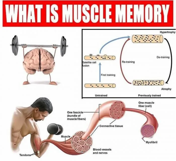 Muscle Memory