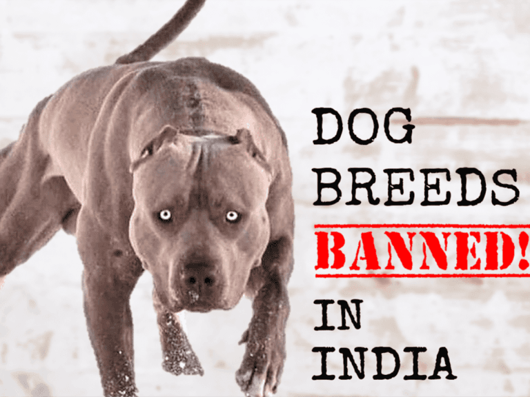 Banned Dog Breeds in India
